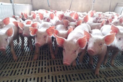 El sector porcino arrancó 2026 con crecimiento, pero preocupa la competitividad | FM Avenida