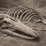 Guardaron huesos de "mamut" durante 70 años en un museo y resultaron ser de ballena: el misterio es cómo llegaron a 400 km de la costa | FM Avenida