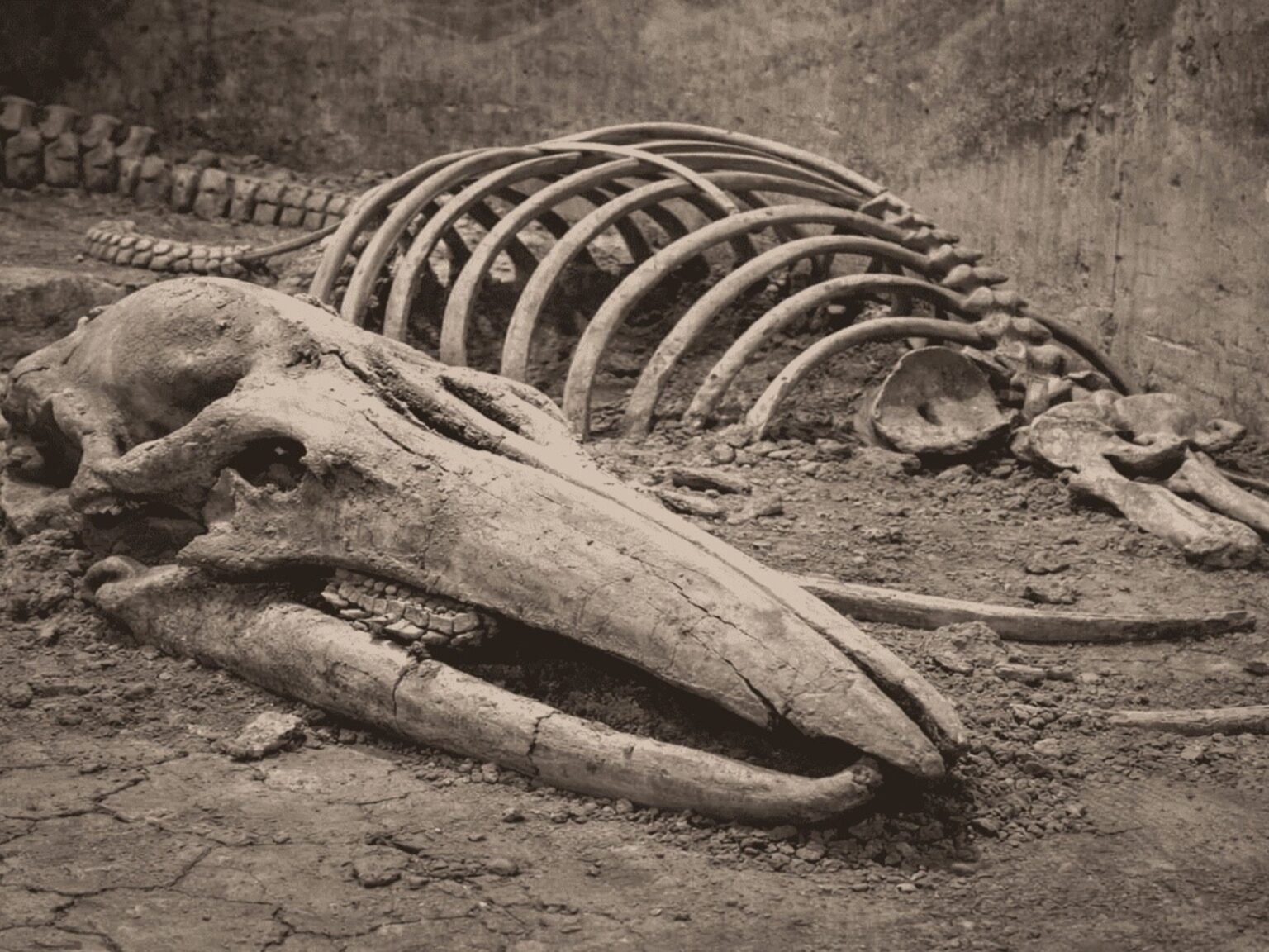 Guardaron huesos de "mamut" durante 70 años en un museo y resultaron ser de ballena: el misterio es cómo llegaron a 400 km de la costa | FM Avenida