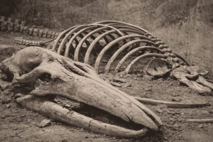 Guardaron huesos de "mamut" durante 70 años en un museo y resultaron ser de ballena: el misterio es cómo llegaron a 400 km de la costa | FM Avenida