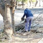 Habilitan el período de poda del arbolado urbano con permisos municipales | FM Avenida