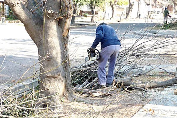 Habilitan el período de poda del arbolado urbano con permisos municipales | FM Avenida