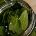 Hervir hojas de laurel en casa: por qué lo recomiendan y cuáles son sus beneficios | FM Avenida