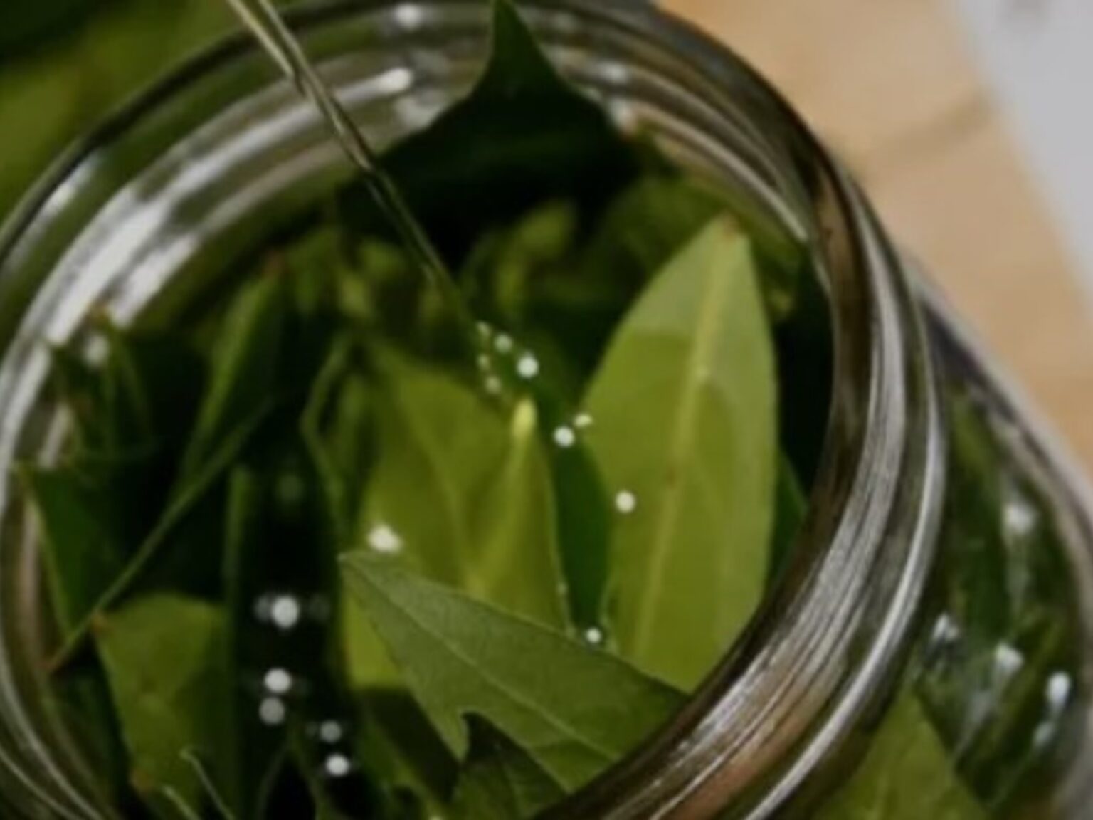 Hervir hojas de laurel en casa: por qué lo recomiendan y cuáles son sus beneficios | FM Avenida