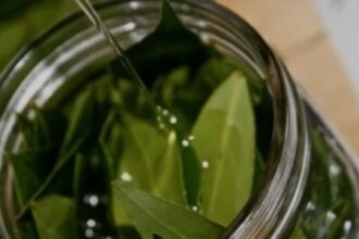 Hervir hojas de laurel en casa: por qué lo recomiendan y cuáles son sus beneficios | FM Avenida