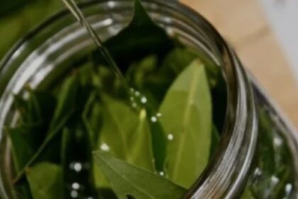 Hervir hojas de laurel en casa: por qué lo recomiendan y cuáles son sus beneficios | FM Avenida