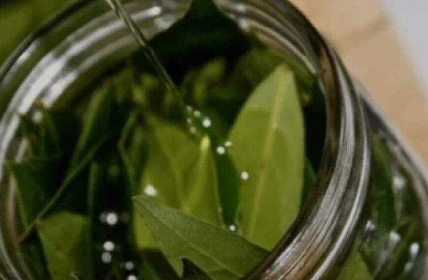 Hervir hojas de laurel en casa: por qué lo recomiendan y cuáles son sus beneficios | FM Avenida