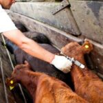 Lanzan la campaña de vacunación bovina contra aftosa y brucelosis | FM Avenida