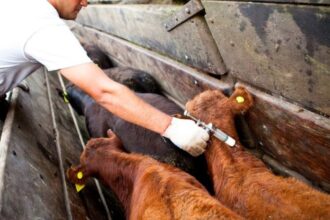Lanzan la campaña de vacunación bovina contra aftosa y brucelosis | FM Avenida
