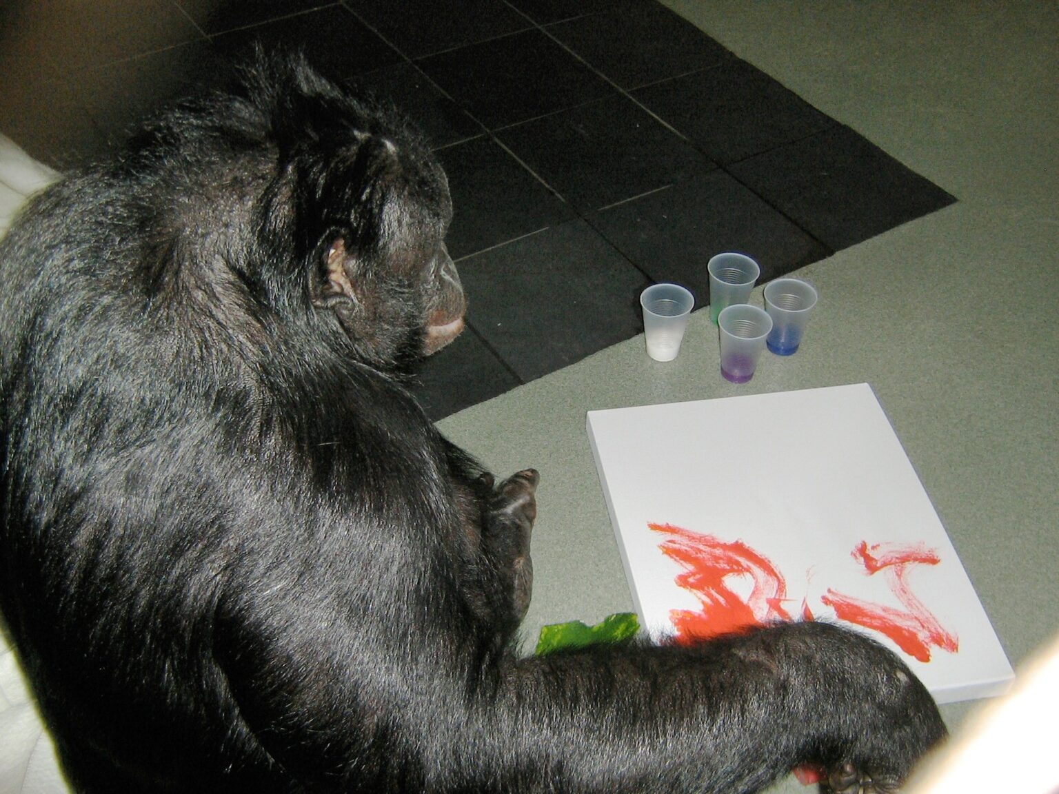 Los investigadores no lo pueden creer: los simios también son capaces de imaginar y simular como los humanos | FM Avenida