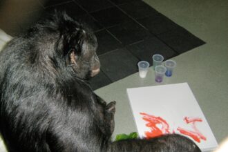 Los investigadores no lo pueden creer: los simios también son capaces de imaginar y simular como los humanos | FM Avenida