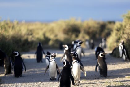 Masacre de pingüinos: el máximo tribunal de Justicia de Chubut define una condena que puede tener alto impacto internacional | FM Avenida