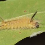 No toque estos insectos: las autoridades de Florida alertaron sobre esta especie que está en todos los jardines | FM Avenida