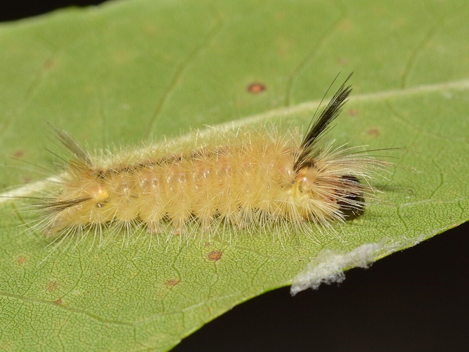 No toque estos insectos: las autoridades de Florida alertaron sobre esta especie que está en todos los jardines | FM Avenida