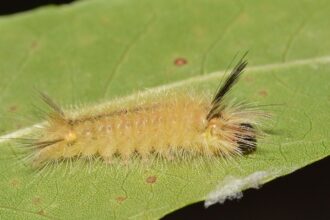 No toque estos insectos: las autoridades de Florida alertaron sobre esta especie que está en todos los jardines | FM Avenida