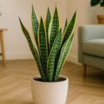 Para qué sirve rociar vinagre en la lengua de suegra y por qué recomiendan hacerlo | FM Avenida