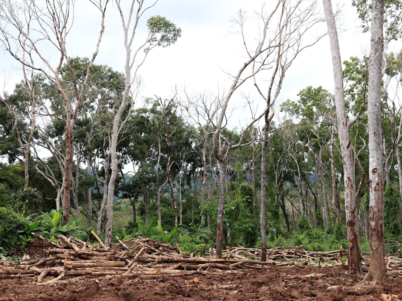 Por qué pintan de blanco los troncos de los árboles y qué beneficio tiene | FM Avenida