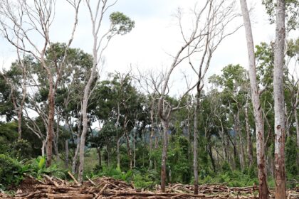 Por qué pintan de blanco los troncos de los árboles y qué beneficio tiene | FM Avenida