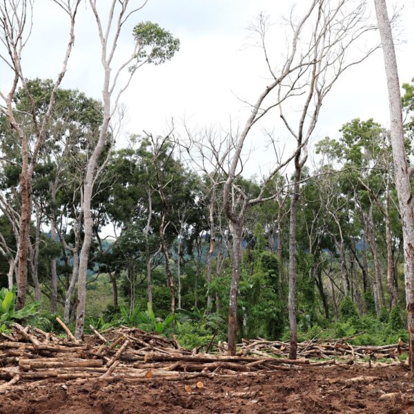 Por qué pintan de blanco los troncos de los árboles y qué beneficio tiene | FM Avenida