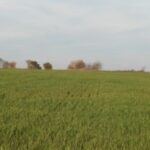 Reto visual: ¿podés encontrar al aguilucho en menos de 30 segundos? | FM Avenida