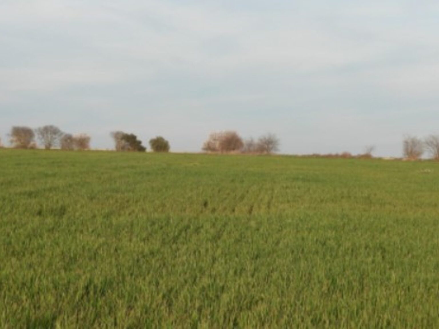Reto visual: ¿podés encontrar al aguilucho en menos de 30 segundos? | FM Avenida