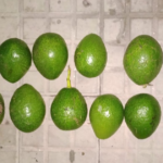 Saltó un tapial para robar paltas y fue detenido por la policía | FM Avenida