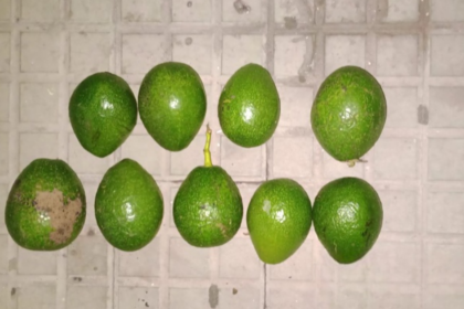 Saltó un tapial para robar paltas y fue detenido por la policía | FM Avenida