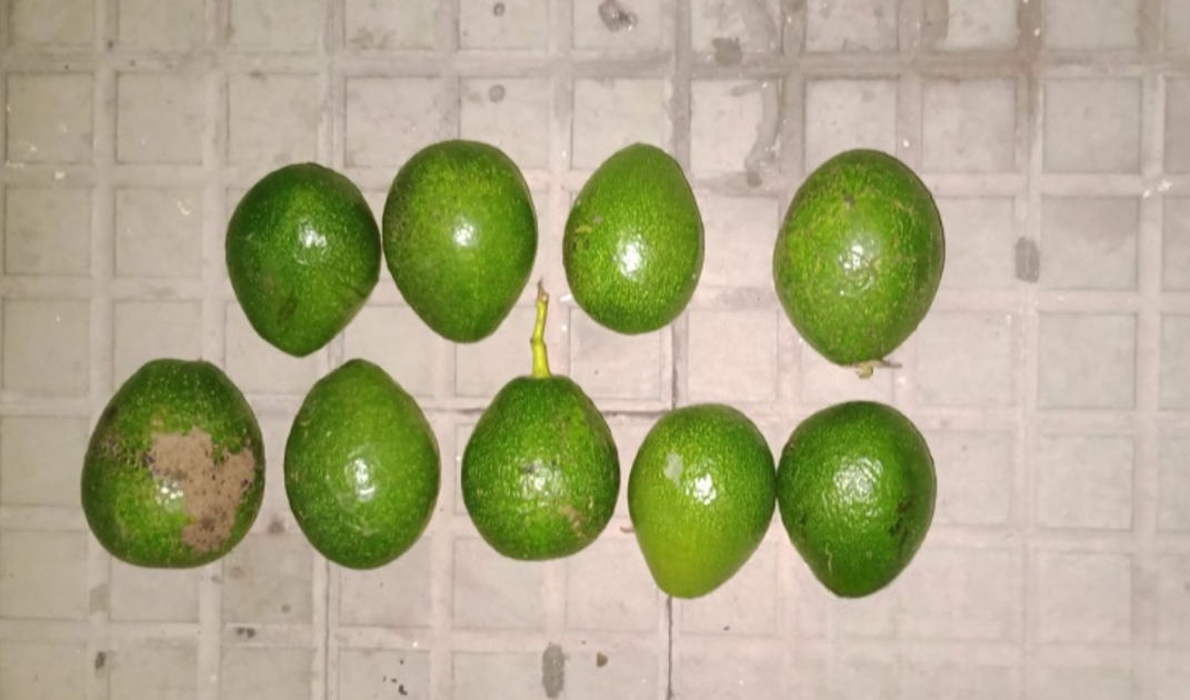 Saltó un tapial para robar paltas y fue detenido por la policía | FM Avenida