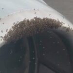 Un avión no pudo despegar por culpa de miles de abejas | FM Avenida