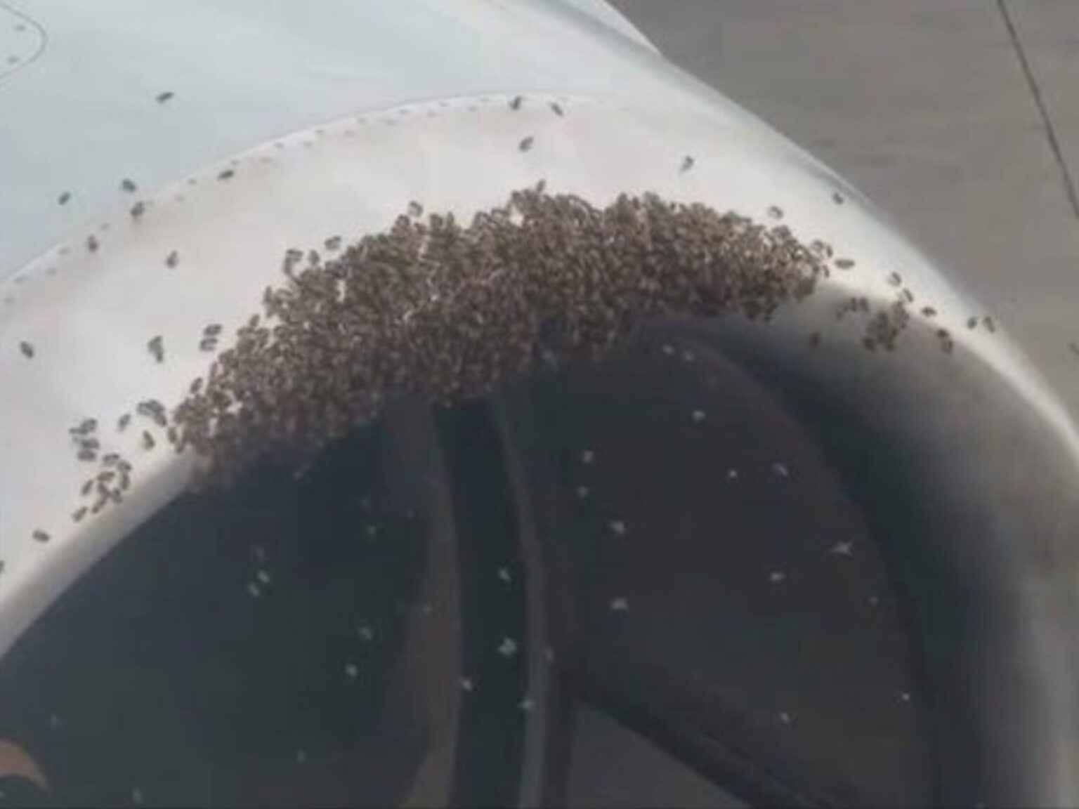 Un avión no pudo despegar por culpa de miles de abejas | FM Avenida