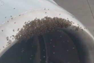 Un avión no pudo despegar por culpa de miles de abejas | FM Avenida
