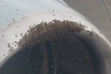 Un avión no pudo despegar por culpa de miles de abejas | FM Avenida