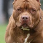 Un perro pitbull mató a una bebé de 4 meses en Pablo Nogués | FM Avenida