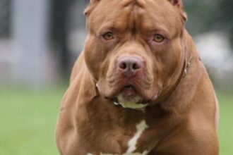 Un perro pitbull mató a una bebé de 4 meses en Pablo Nogués | FM Avenida