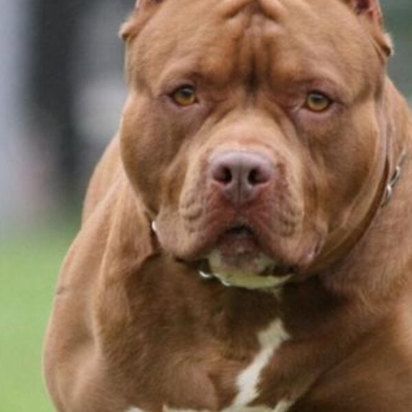 Un perro pitbull mató a una bebé de 4 meses en Pablo Nogués | FM Avenida