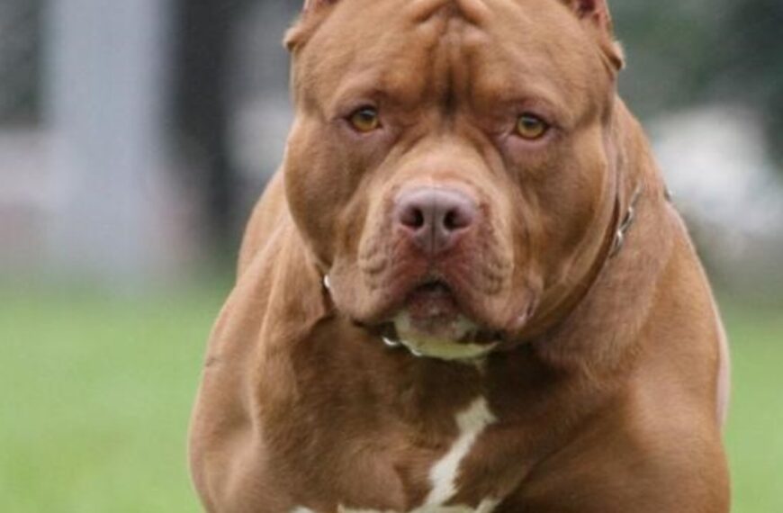 Un perro pitbull mató a una bebé de 4 meses en Pablo Nogués | FM Avenida