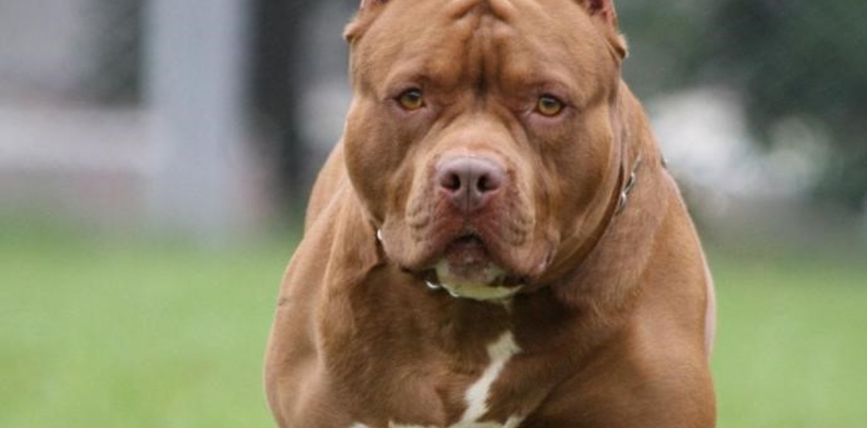 Un perro pitbull mató a una bebé de 4 meses en Pablo Nogués | FM Avenida