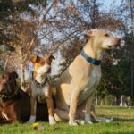 ¿Puede un perro grande vivir bien en un piso pequeño? Qué hay que tener en cuenta cuando la clave no está solo en los metros cuadrados | FM Avenida