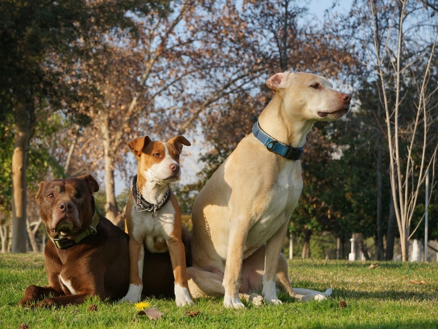 ¿Puede un perro grande vivir bien en un piso pequeño? Qué hay que tener en cuenta cuando la clave no está solo en los metros cuadrados | FM Avenida