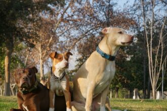 ¿Puede un perro grande vivir bien en un piso pequeño? Qué hay que tener en cuenta cuando la clave no está solo en los metros cuadrados | FM Avenida