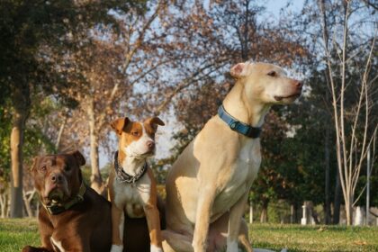 ¿Puede un perro grande vivir bien en un piso pequeño? Qué hay que tener en cuenta cuando la clave no está solo en los metros cuadrados | FM Avenida