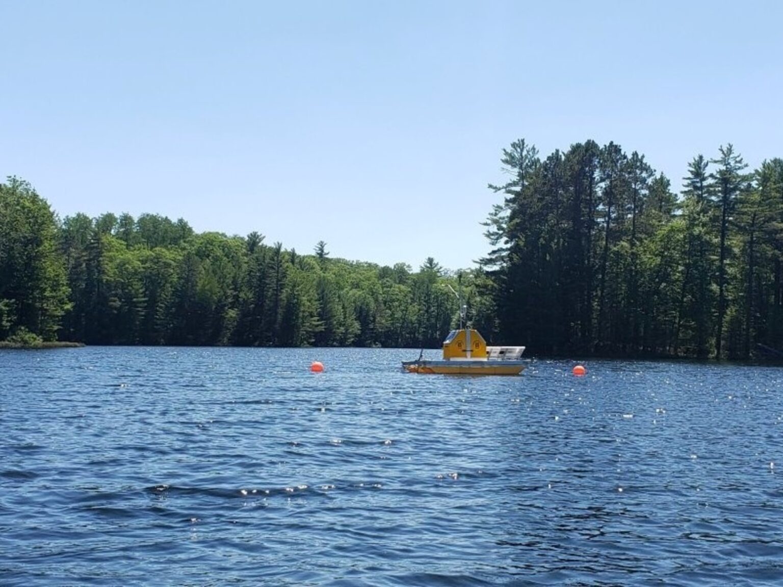 Científicos retiraron más del 70% de los troncos sumergidos de la mitad de un lago de Wisconsin; en dos años, su población de perca amarilla, que antes era dominante, casi había desaparecido | FM Avenida