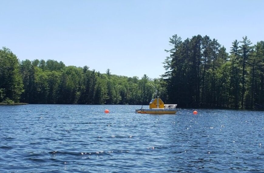 Científicos retiraron más del 70% de los troncos sumergidos de la mitad de un lago de Wisconsin; en dos años, su población de perca amarilla, que antes era dominante, casi había desaparecido | FM Avenida