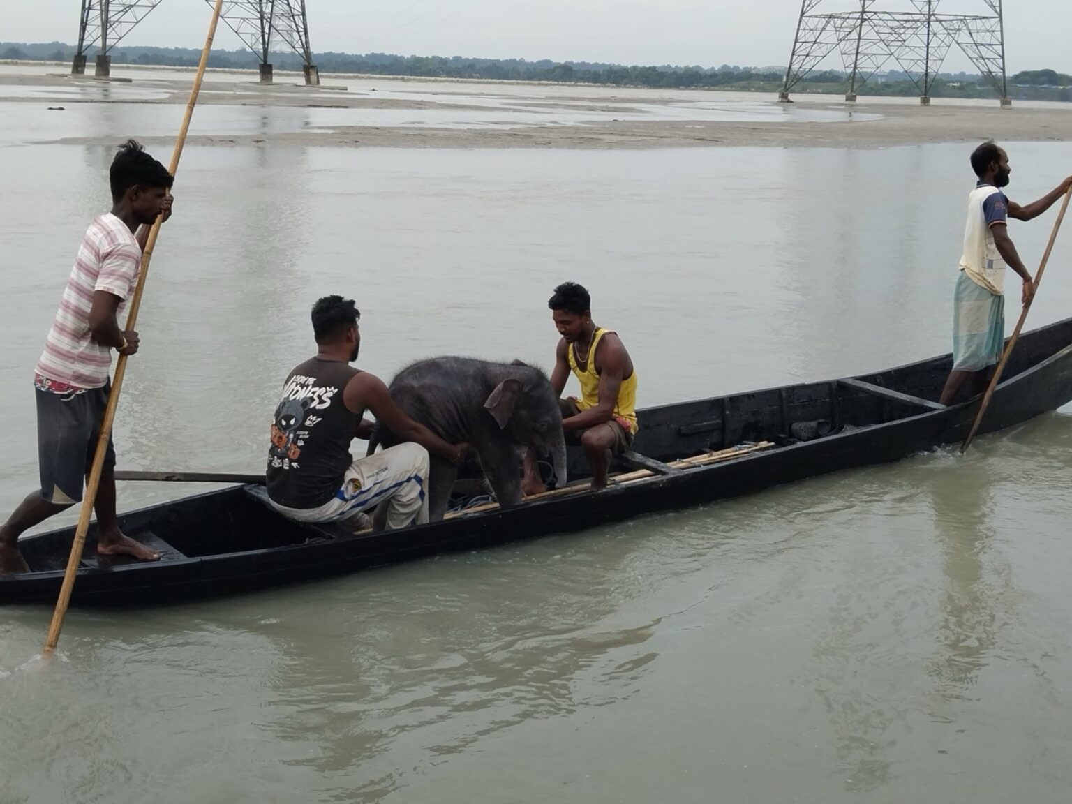 Cinco pescadores le salvaron la vida a un elefante bebé que se estaba ahogando y lo llevaron con su madre: "Una hermosa historia de rescate y reencuentro" | FM Avenida