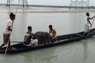 Cinco pescadores le salvaron la vida a un elefante bebé que se estaba ahogando y lo llevaron con su madre: "Una hermosa historia de rescate y reencuentro" | FM Avenida