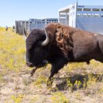En 1987, las tribus de Fort Peck devolvieron más de 100 bisontes a 5800 acres; décadas después dejaron de cazar su propia manada para restaurar el propósito cultural original | FM Avenida