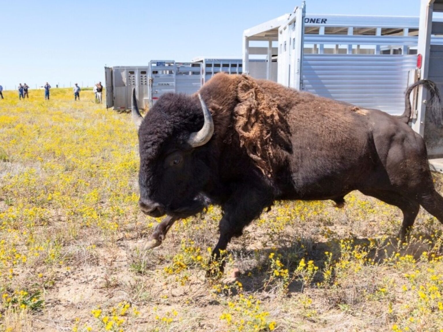 En 1987, las tribus de Fort Peck devolvieron más de 100 bisontes a 5800 acres; décadas después dejaron de cazar su propia manada para restaurar el propósito cultural original | FM Avenida