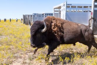 En 1987, las tribus de Fort Peck devolvieron más de 100 bisontes a 5800 acres; décadas después dejaron de cazar su propia manada para restaurar el propósito cultural original | FM Avenida