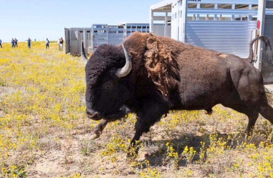 En 1987, las tribus de Fort Peck devolvieron más de 100 bisontes a 5800 acres; décadas después dejaron de cazar su propia manada para restaurar el propósito cultural original | FM Avenida