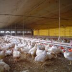 La carne aviar es de lejos el mayor consumo mundial | FM Avenida